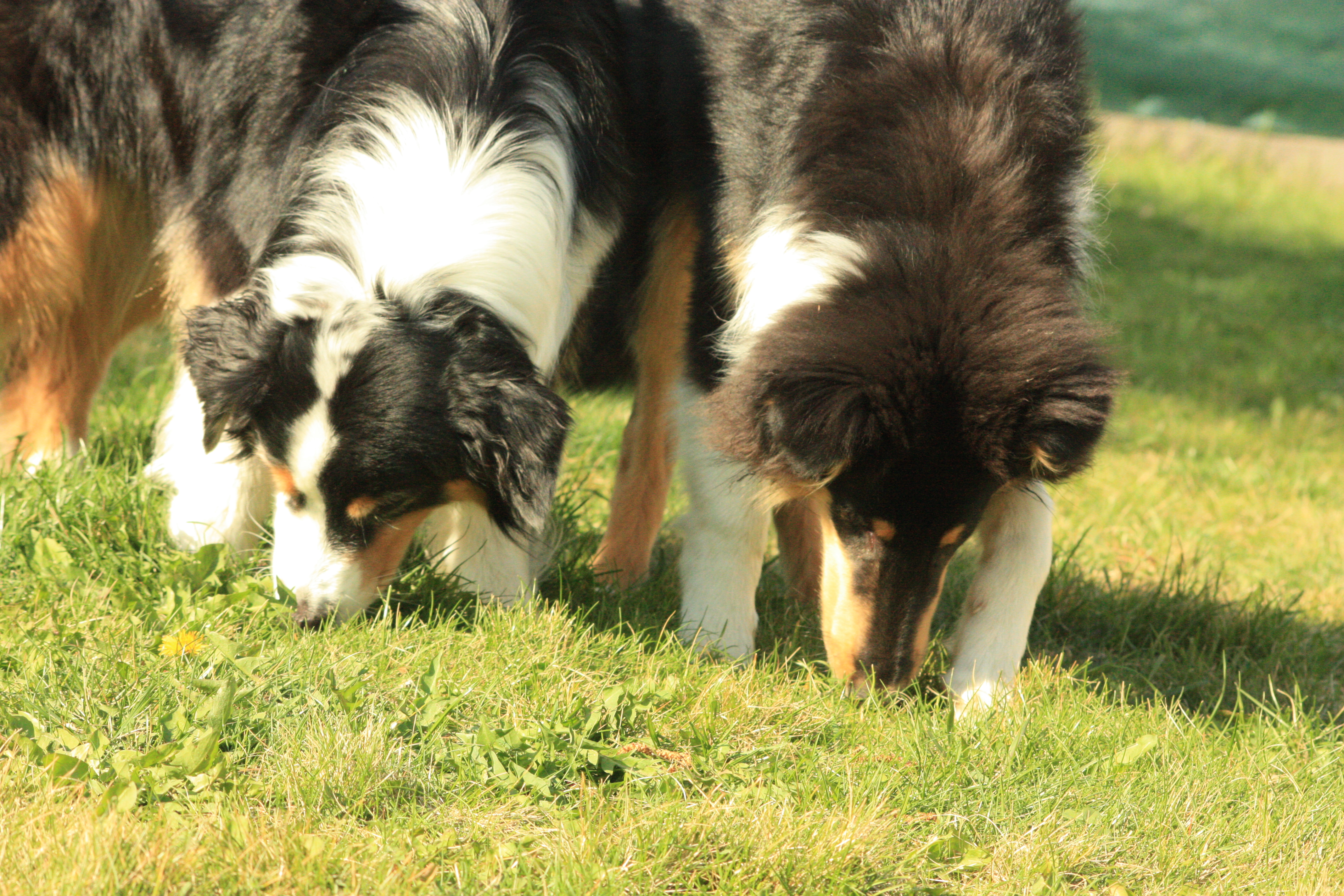 Schnuppertraining Hund