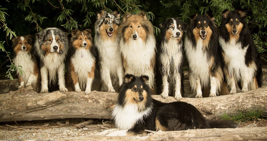 Gruppentraining mit Hunden