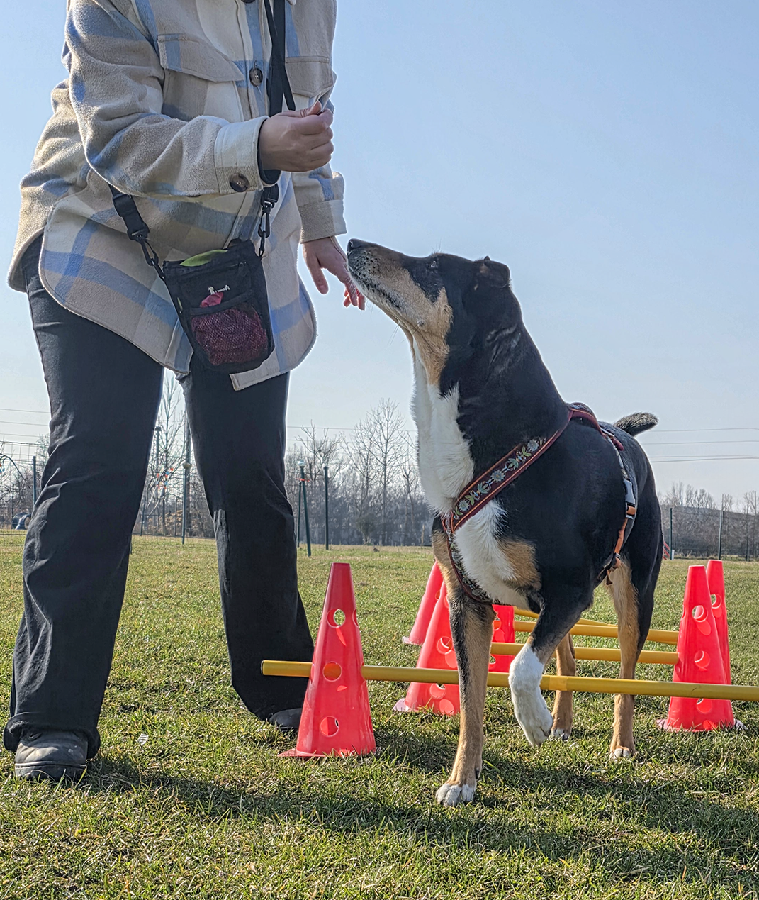 Hund im Training mit Halter