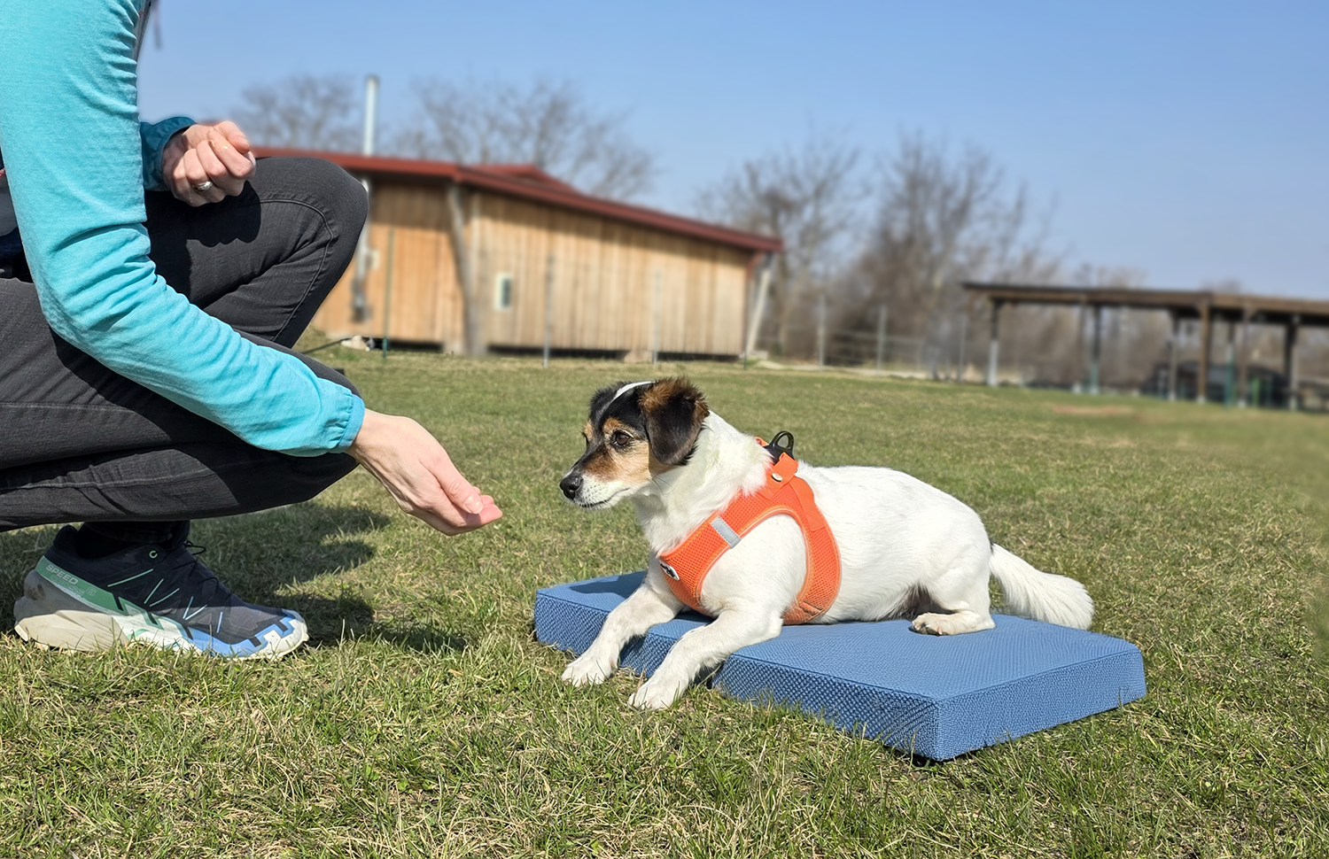 Hund im Grundtraining mit Halter