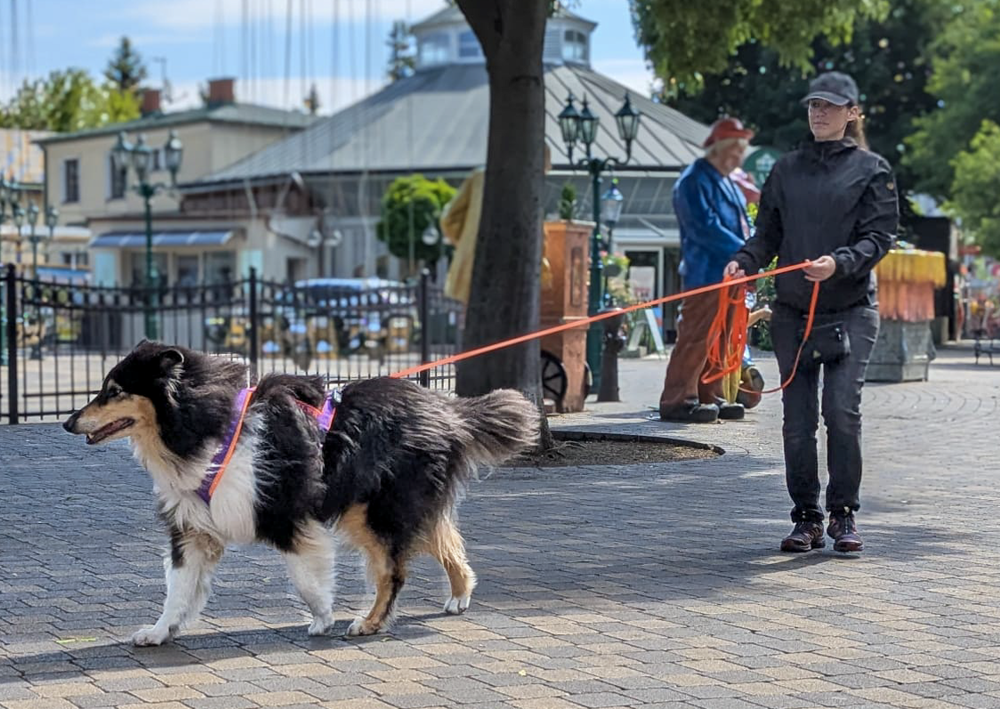 Hund beim Mantrailing